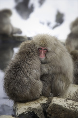 Snow Monkeys of Jigokudani, Japan