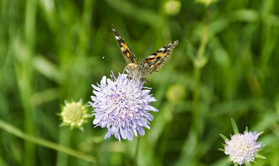 Falter auf einer Blüte