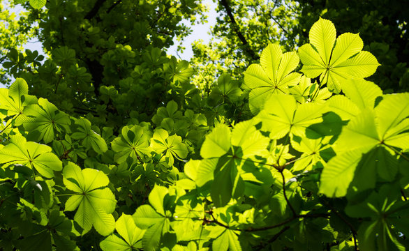 Green chestnut leaf in a beautiful sunshine.