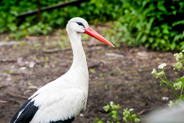 White stork face close up view