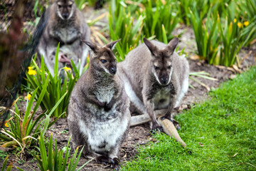 Bennett Wallaby in Amsterdam Zoo