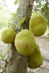 Jackfruit on Tree