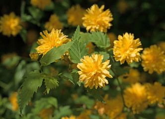 Gefüllter Ranunkelstrauch, Kerria japonica