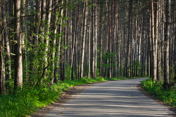 Droga przez las © Mariusz Stoszewski