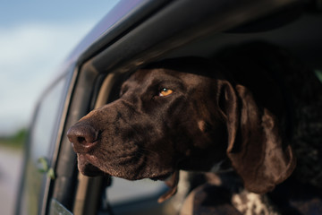 Dog  Looking Out Of Car Window, Cute German pointer dog traveling with family