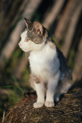 Playful cute cat in garden.