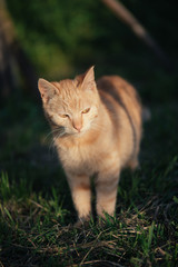 Naklejka na ściany i meble Red cat standing in grass. Cute cat in garden.