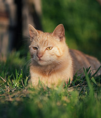 Red cat resting in grass. Cute cat in garden.