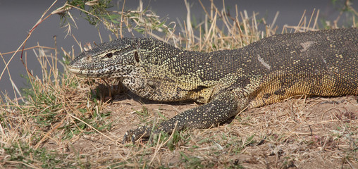 Naklejka premium Nile Monitor Lizard, Luangwa National Park, Zambia