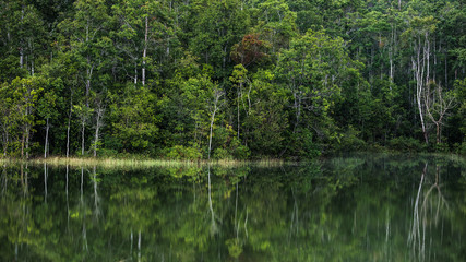 Fototapeta na wymiar trees from a green forest reflecting in water