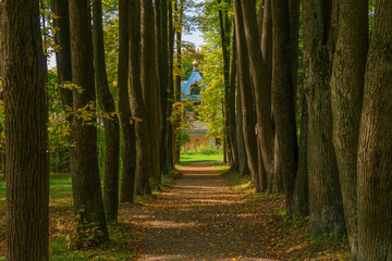 Linden alley in the manor park, Muranovo, Russia