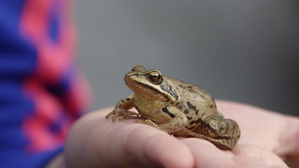 The girl is holding a frog Rana temporaria