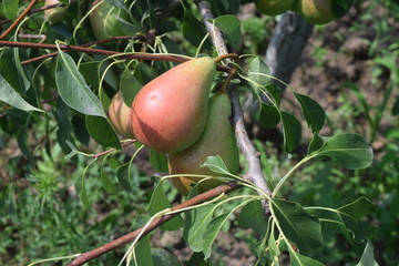 Pear on tree branch