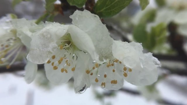 Zoom out shot of raindrops on a full blooming somei yoshino cherry blossoms facing down in raindrops.