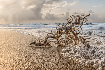 Treibgut Wurzel am Strand bei Sonnenuntergang 