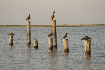 Group of Pelicans Resting