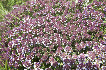 Wild thyme (Thymus serpyllum) blossom
