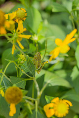 Grasshopper 