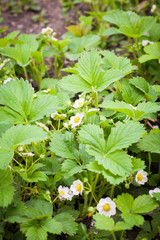 Blown flower of strawberry