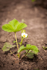 Blown flower of strawberry