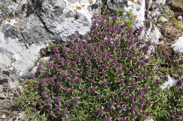Wild thyme (Thymus serpyllum) blossom