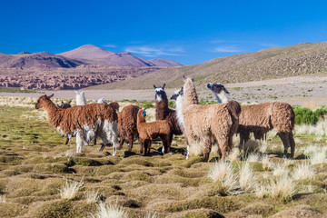 Herd of lamas (alpacas) grazing on bolivian Altiplano