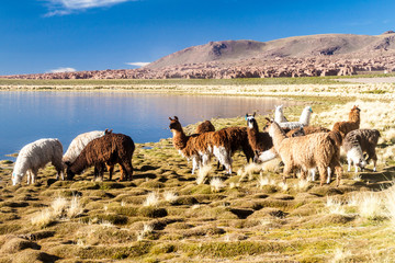 Herd of lamas (alpacas) grazing by a lake on bolivian Altiplano