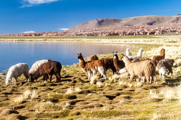 Aluminium Prints Lama Herd of lamas (alpacas) grazing by a lake on bolivian Altiplano