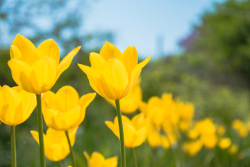Желтые тюльпаны в весеннем саду