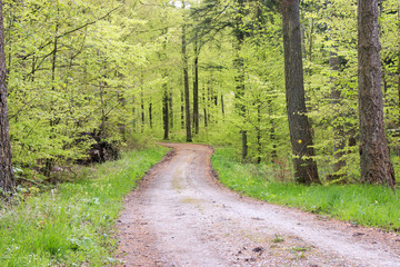 Spring forrest