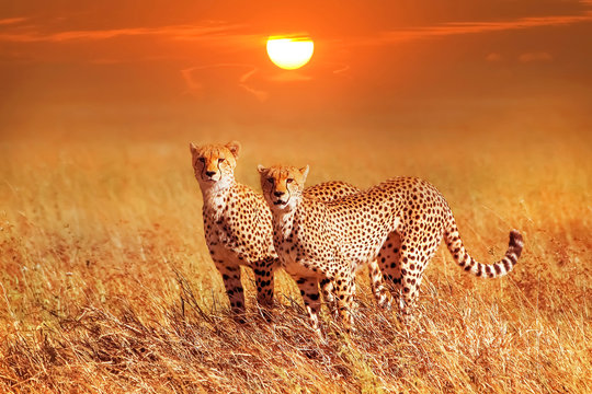 Fototapeta Two cheetahs in the Serengeti National Park. Synchronous position .