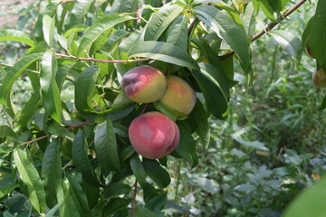 Peach on tree branch