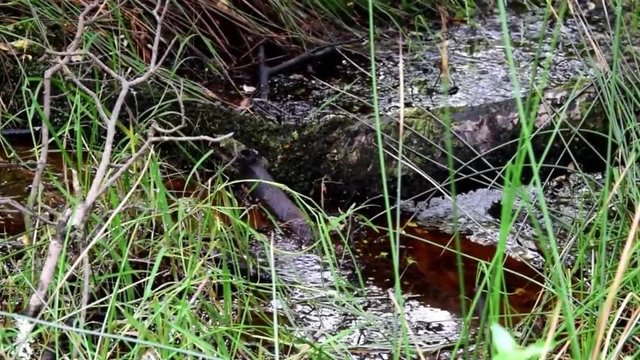 Connemara bog water