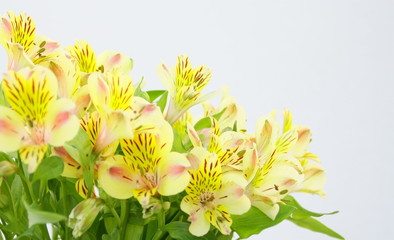 Fototapeta premium bouquet d'alstoemeria jaune,isolé