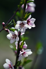 Peach branch with spring flowers and young green leaves