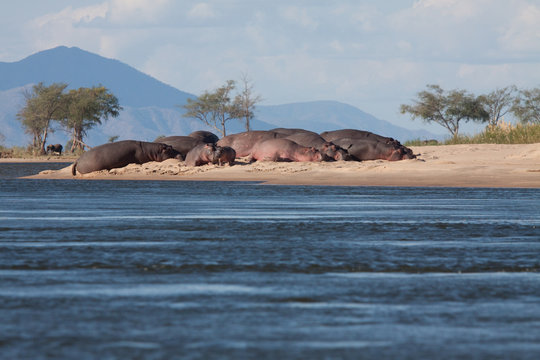 Hippos Relaxing on the Zambesi River, Zimbabwe and Zambia