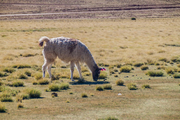 Fototapeta premium Lama (alpaca) in Aguanapampa area at bolivian Altiplano