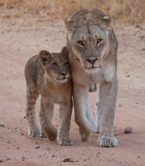 Lioness and Cub, Zimbabwe