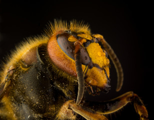 Profile of European hornet (Vespa) on black background
