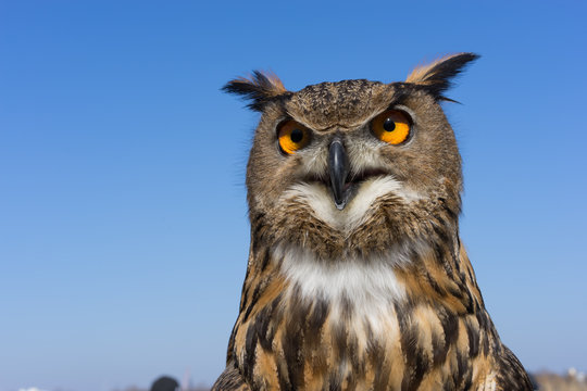 Eagle-owl
