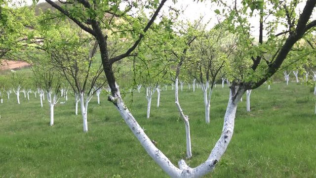 Rows of plum trees planted on the field slow motion 1080p FullHD footage - Agricultural orchard in the spring slow-mo 1920X1080 HD video 