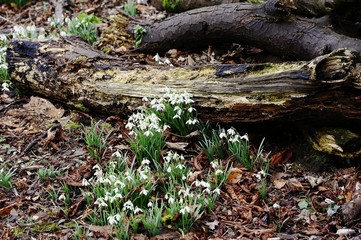 Spring Galanthus
