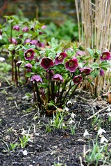 Purple Hellebores
