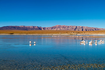 Laguna Collpa lake in Reserva Nacional de Fauna Andina Eduardo Avaroa protected area is full of flamingos, Bolivia
