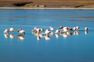 There is plenty of flamingos living in Laguna Collpa lake in Reserva Nacional de Fauna Andina Eduardo Avaroa protected area, Bolivia