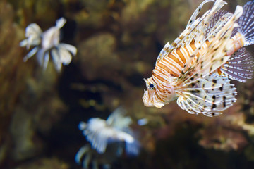 Exotic lion fish swimming in the pool.
