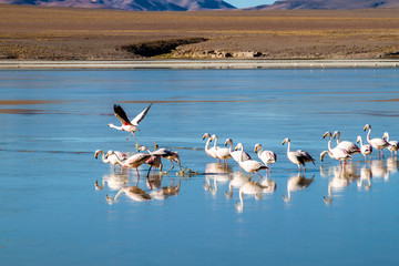 There is plenty of flamingos living in Laguna Collpa lake in Reserva Nacional de Fauna Andina Eduardo Avaroa protected area, Bolivia