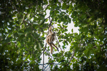 Gibbons Khao Yai Thailand