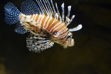 Fototapeta na wymiar Lion fish in a water depth in aquarium.
