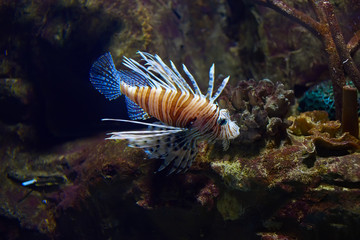 Lion fish in a water depth in aquarium.